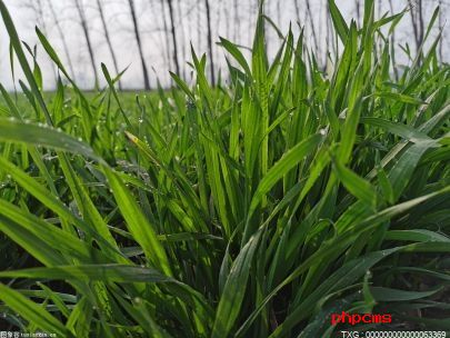 500亩连片种植的“云麦112”创小麦绿色种植的高产水平
