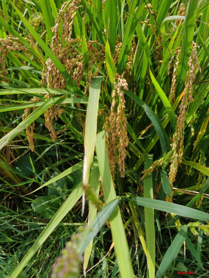 广东省粮食生产情况发布 广东早稻面积和总产均列全国第三位