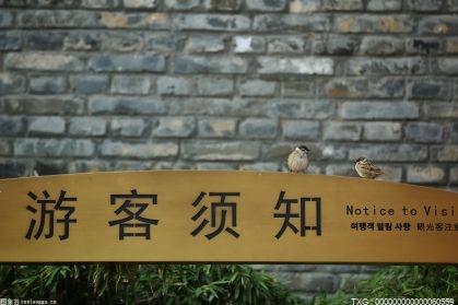 鹭鸟在邢台经济开发区狗头泉水源生态保护区水面飞舞嬉戏